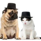 Pug puppy and cat wearing a top hat